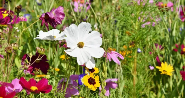 Biodiversitätsdach mit üppiger Blumen- und Pflanzenvielfalt